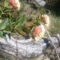 Pimelea ligustrina subsp. ciliata at Cotter River, ACT - 4 Dec 2015 12:00 AM