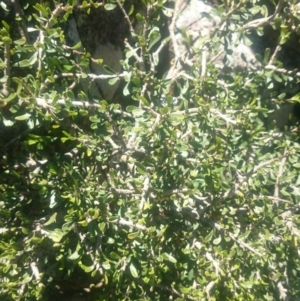 Melicytus angustifolius subsp. divaricatus at Cotter River, ACT - 4 Dec 2015