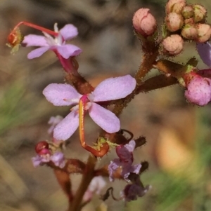 Stylidium sp. at Jerrabomberra, NSW - 4 Dec 2015 06:57 PM