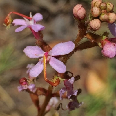 Stylidium sp. (Trigger Plant) at Jerrabomberra, NSW - 4 Dec 2015 by Wandiyali