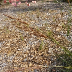 Sorghum leiocladum at Molonglo Valley, ACT - 17 Nov 2015