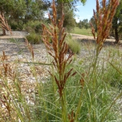 Sorghum leiocladum at Molonglo Valley, ACT - 17 Nov 2015