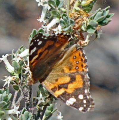 Vanessa kershawi (Australian Painted Lady) at Canberra Central, ACT - 24 Oct 2015 by galah681