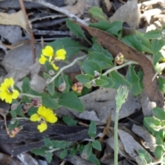 Goodenia hederacea (Ivy Goodenia) at Canberra Central, ACT - 23 Nov 2015 by galah681