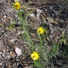 Xerochrysum viscosum (Sticky Everlasting) at Canberra Central, ACT - 23 Nov 2015 by galah681