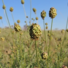 Sanguisorba minor (Salad Burnet, Sheep's Burnet) at Bonython, ACT - 25 Oct 2015 by MichaelBedingfield