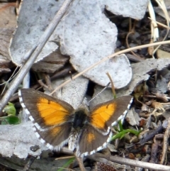 Lucia limbaria (Chequered Copper) at Majura, ACT - 16 Oct 2015 by Ratcliffe