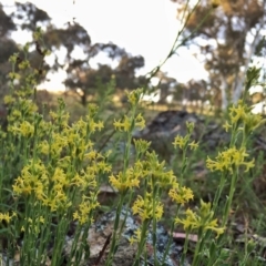 Pimelea curviflora (Curved Rice-flower) at Googong, NSW - 5 Dec 2015 by Wandiyali