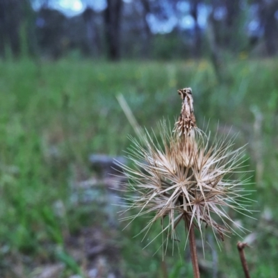 Microseris walteri (Yam Daisy, Murnong) at Googong, NSW - 5 Dec 2015 by Wandiyali
