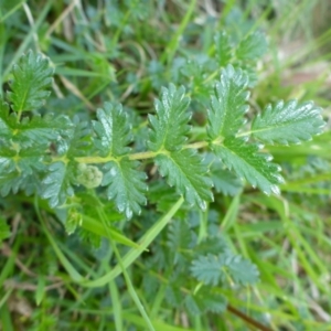 Acaena echinata at Mount Fairy, NSW - 25 Oct 2015 01:06 PM