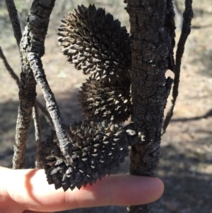 Allocasuarina verticillata at Bungendore, NSW - 6 Dec 2015 09:37 AM