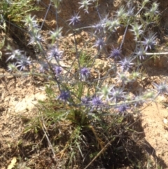 Eryngium ovinum (Blue Devil) at Urambi Hills - 6 Dec 2015 by barkingbard