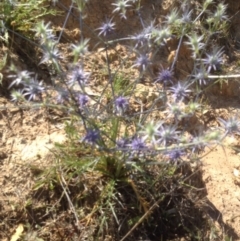 Eryngium ovinum (Blue Devil) at Urambi Hills - 5 Dec 2015 by barkingbard