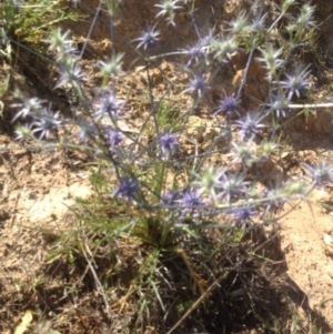 Eryngium ovinum at Urambi Hills - 6 Dec 2015