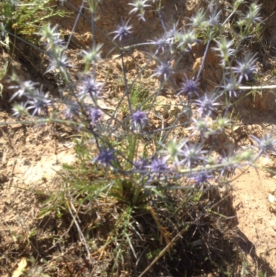 Eryngium ovinum (Blue Devil) at Urambi Hills - 5 Dec 2015 by barkingbard