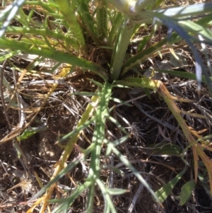 Eryngium ovinum at Urambi Hills - 6 Dec 2015