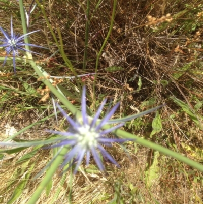 Eryngium ovinum (Blue Devil) at Kambah, ACT - 6 Dec 2015 by barkingbard