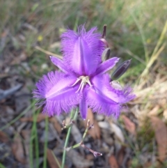 Thysanotus tuberosus subsp. tuberosus (Common Fringe-lily) at Belconnen, ACT - 30 Nov 2015 by jksmits