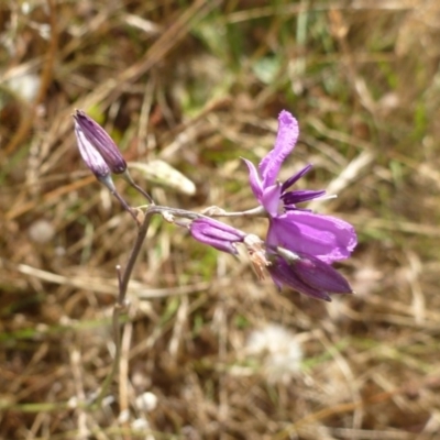 Arthropodium fimbriatum (Nodding Chocolate Lily) at Belconnen, ACT - 1 Dec 2015 by jks