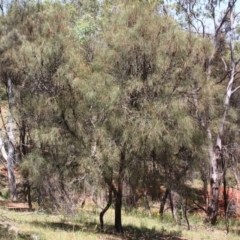 Allocasuarina verticillata (Drooping Sheoak) at Red Hill, ACT - 5 Dec 2015 by Ratcliffe