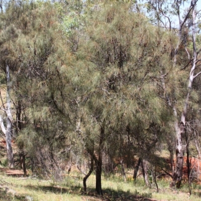 Allocasuarina verticillata (Drooping Sheoak) at Red Hill, ACT - 6 Dec 2015 by Ratcliffe