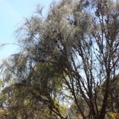 Allocasuarina verticillata at Red Hill, ACT - 6 Dec 2015