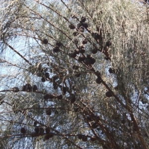 Allocasuarina verticillata at Red Hill, ACT - 6 Dec 2015