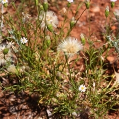 Vittadinia muelleri (Narrow-leafed New Holland Daisy) at Red Hill, ACT - 5 Dec 2015 by Ratcliffe