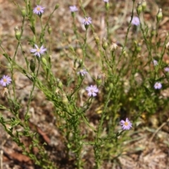 Vittadinia cuneata var. cuneata (Fuzzy New Holland Daisy) at Red Hill, ACT - 5 Dec 2015 by Ratcliffe