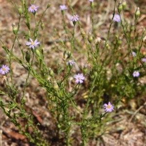 Vittadinia cuneata var. cuneata at Red Hill, ACT - 6 Dec 2015 12:00 AM