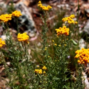 Chrysocephalum semipapposum at Red Hill, ACT - 6 Dec 2015