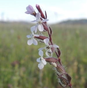 Silene gallica var. gallica at Bonython, ACT - 25 Oct 2015 06:16 PM