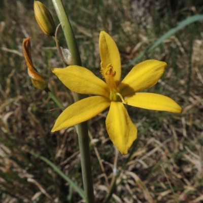 Bulbine bulbosa (Golden Lily) at Pine Island to Point Hut - 24 Oct 2015 by michaelb