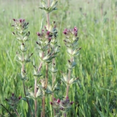 Parentucellia latifolia at Bonython, ACT - 25 Oct 2015