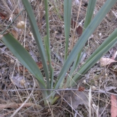 Dianella sp. aff. longifolia (Benambra) (Pale Flax Lily, Blue Flax Lily) at Mount Ainslie - 6 Dec 2015 by SilkeSma