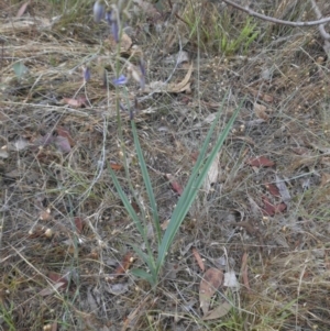 Dianella sp. aff. longifolia (Benambra) at Campbell, ACT - 7 Dec 2015 07:19 AM