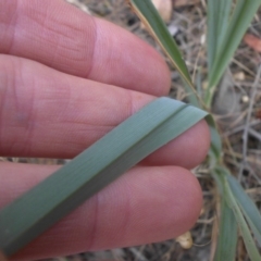 Dianella sp. aff. longifolia (Benambra) at Campbell, ACT - 7 Dec 2015