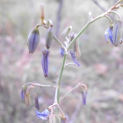 Dianella sp. aff. longifolia (Benambra) at Campbell, ACT - 7 Dec 2015 07:19 AM