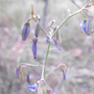 Dianella sp. aff. longifolia (Benambra) at Campbell, ACT - 7 Dec 2015