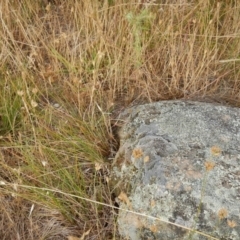 Ctenotus robustus (Robust Striped-skink) at Macgregor, ACT - 7 Dec 2015 by MichaelMulvaney