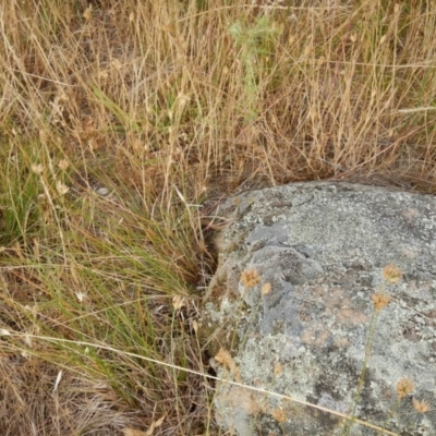 Ctenotus robustus (Robust Striped-skink) at Macgregor, ACT - 7 Dec 2015 by MichaelMulvaney