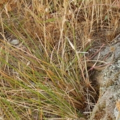 Ctenotus robustus at Macgregor, ACT - 7 Dec 2015 12:00 AM