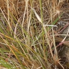 Ctenotus robustus at Macgregor, ACT - 7 Dec 2015 12:00 AM