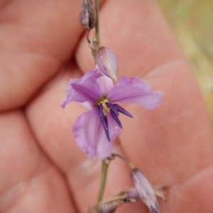 Arthropodium fimbriatum at Macgregor, ACT - 7 Dec 2015 09:35 AM