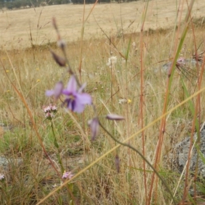 Arthropodium fimbriatum at Macgregor, ACT - 7 Dec 2015 09:35 AM