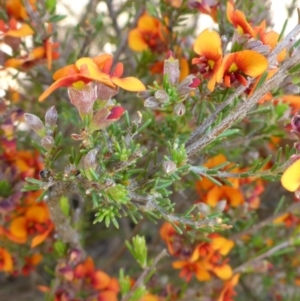 Dillwynia sericea at Mount Fairy, NSW - 25 Oct 2015