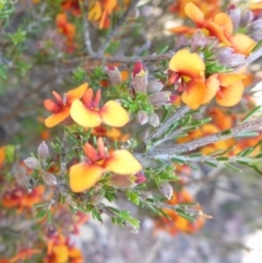 Dillwynia sericea at Mount Fairy, NSW - 25 Oct 2015 12:14 PM