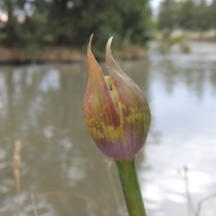 Agapanthus praecox subsp. orientalis (Agapanthus) at Point Hut Pond - 6 Dec 2015 by michaelb