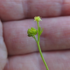 Ranunculus sessiliflorus var. sessiliflorus (Small-flowered Buttercup) at Bonython, ACT - 25 Oct 2015 by michaelb