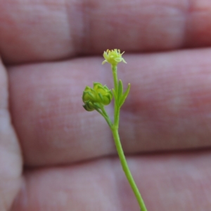 Ranunculus sessiliflorus var. sessiliflorus at Bonython, ACT - 25 Oct 2015